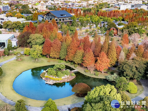 彰化走春景點 全台唯一日式庭園落羽松秘境