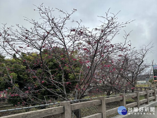 春遊賞櫻 后里泰安櫻花含苞待放