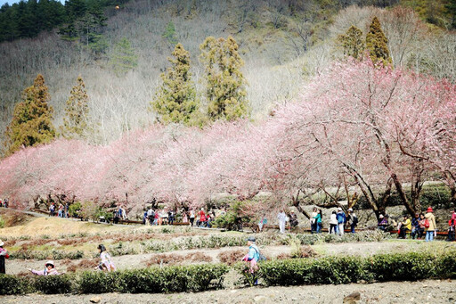 武陵農場櫻花管制期延長至這天 遊客：「這時間」再來一次迎滿開期