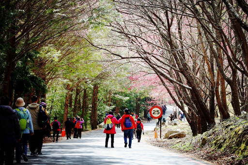 武陵農場櫻花管制期延長至這天 遊客：「這時間」再來一次迎滿開期