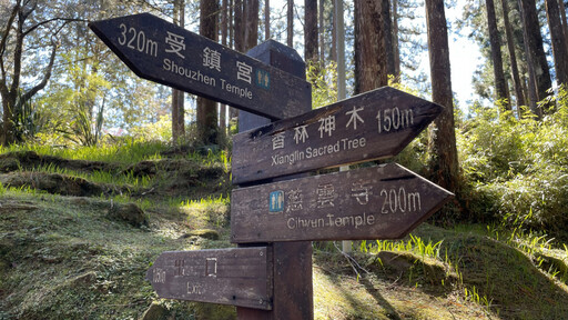 阿里山春日私語 一場與櫻花、日出和森林的浪漫約會