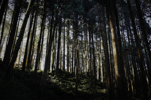 阿里山春日私語 一場與櫻花、日出和森林的浪漫約會