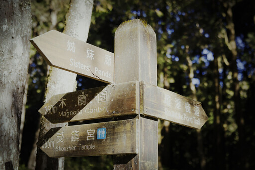 阿里山春日私語 一場與櫻花、日出和森林的浪漫約會