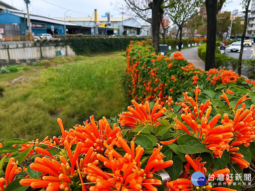 蘆洲鴨母港溝炮仗花盛開 春遊賞花好去處