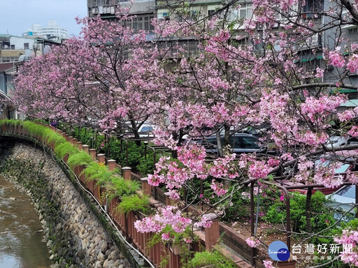 新北賞花景點 土城「希望之河」櫻花綻放