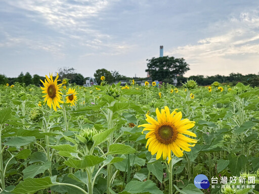 賞金針花、向日葵不必跑花東！ 后里環保公園花海即將全面綻放