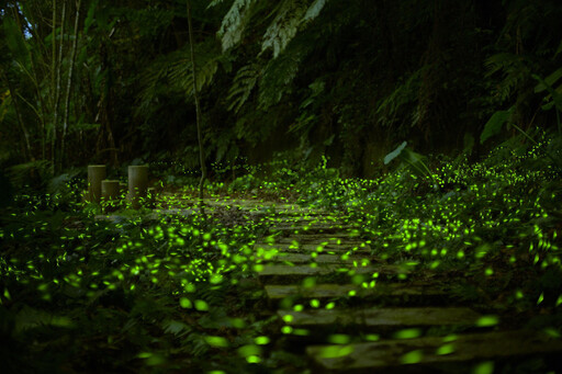 新北微笑山線推「和美山碧潭擺渡＋賞螢」 5/9浪漫體驗
