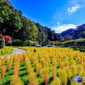 杉林溪波波草綻出紅色絨球 夢幻花海限時開跑
