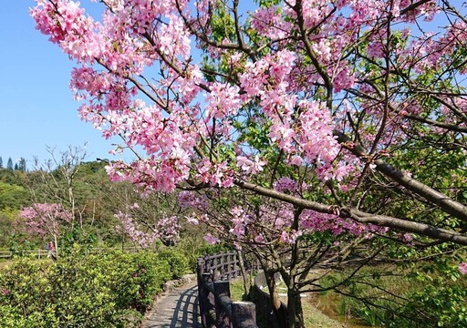 芝櫻醒春！新北三芝櫻花季 賞花健行迎新春