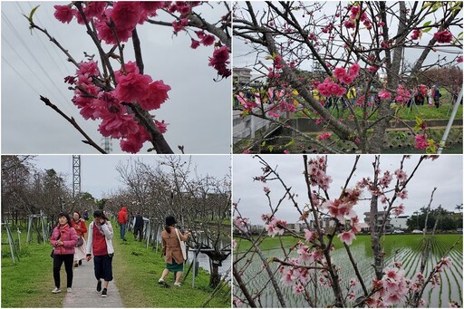 影音∕羅莊步道櫻花盛開 賞櫻正當時