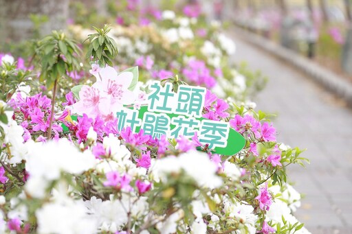 影音／2024社頭杜鵑花季 綠色隧道結合杜鵑花形成一幅美麗的賞花景點