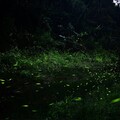 最熱鬧的森林趴！ 東勢林場遊樂區螢火蟲季開跑