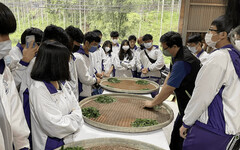 新北市三峽茶鄉推出食農教育課程 實地體驗茶文化認識在地茶產業
