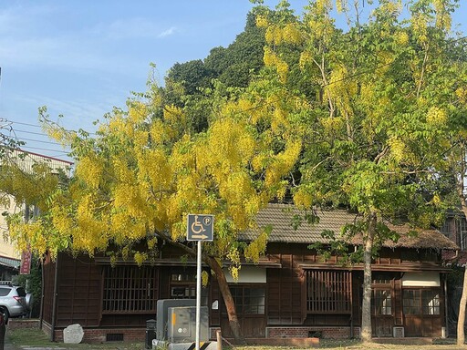 嘉義阿勃勒盛開 最美賞花點大公開