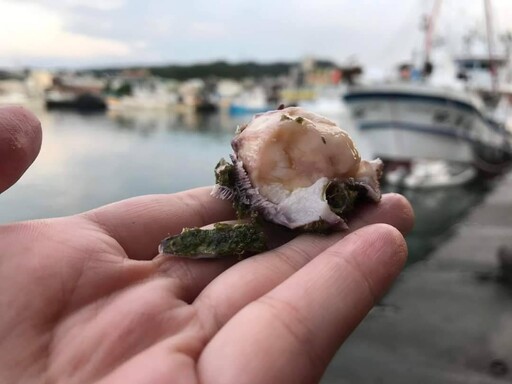 藤壺採集大揭秘 東北角海邊的美味珍饈你嘗過了嗎？