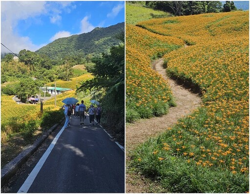 後山小調∕赤科山金針花開 滿山滿谷煞是美麗