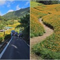 後山小調∕赤科山金針花開 滿山滿谷煞是美麗