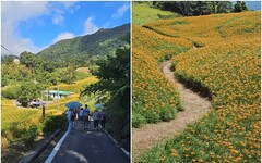 後山小調∕赤科山金針花開 滿山滿谷煞是美麗