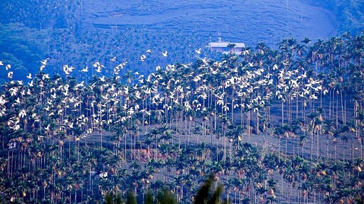 嘉義秋季限定「萬鷺朝鳳」 賞鳥行程不容錯過