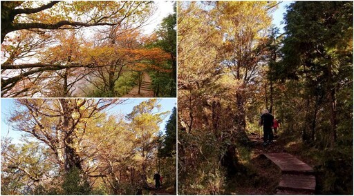 太平山台灣山毛櫸旺季又到了 翠峰景觀道路將實施動態總量管制