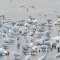 影音/候鳥季登場 賞候鳥嘉義東石、布袋濕地親子好去處