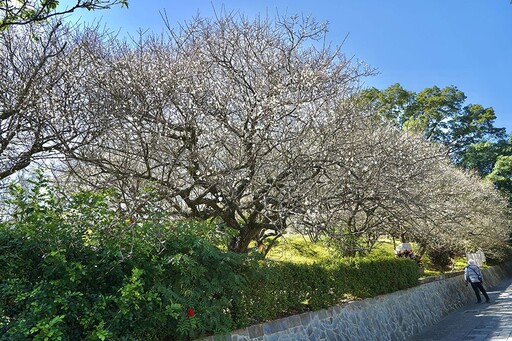 梅山公園梅花綻放 歡迎遊客感受「平地雪景」浪漫