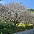 梅山公園梅花綻放 歡迎遊客感受「平地雪景」浪漫