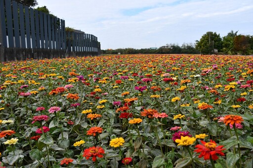 彰化市提供民眾春遊賞花好所在 花漾Chill賞花暨稻草藝術樂無窮