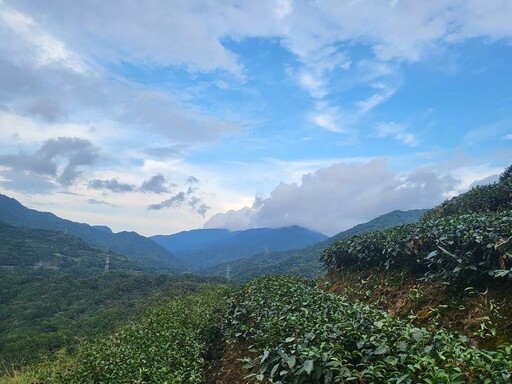 保育有成穿山甲巡茶園 特色生物玻璃杯搶購到缺貨