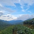 保育有成穿山甲巡茶園 特色生物玻璃杯搶購到缺貨