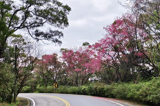 櫻花盛宴登場 三芝粉嫩花海迎客 限定賞櫻專車啟動