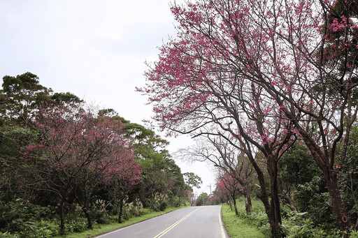 櫻花盛宴登場 三芝粉嫩花海迎客 限定賞櫻專車啟動