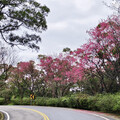 櫻花盛宴登場 三芝粉嫩花海迎客 限定賞櫻專車啟動