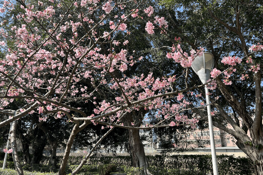 桃園賞櫻去 環保局精選3大公園 美景、空氣品質一次滿足