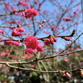 桃園賞櫻去 環保局精選3大公園 美景、空氣品質一次滿足