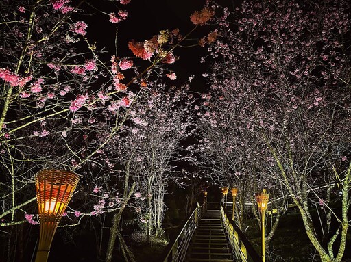 阿里山賞櫻之旅 日夜美景體驗不同風貌