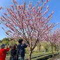 阿里山賞櫻之旅 日夜美景體驗不同風貌