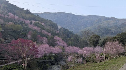 雲林草嶺石壁櫻花季盛大綻放 40萬人共賞粉色夢幻花海