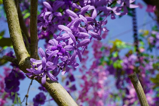 成美文化園花季浪漫紫色夢幻花園 許願藤花海瀑布登場