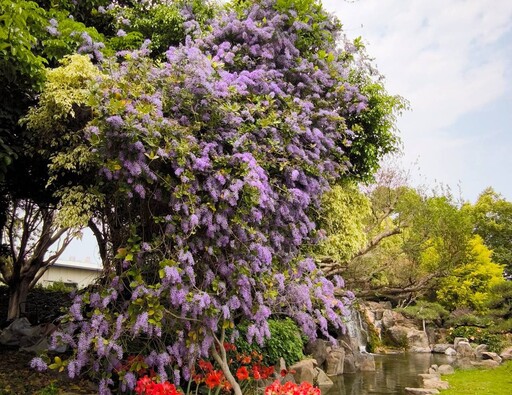 成美文化園花季浪漫紫色夢幻花園 許願藤花海瀑布登場