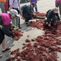 生態旅遊深訪南雅、鼻頭 踩線首發團回應熱烈