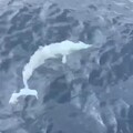 影音/白化飛旋海豚現身龜山島海域 遊客超驚喜