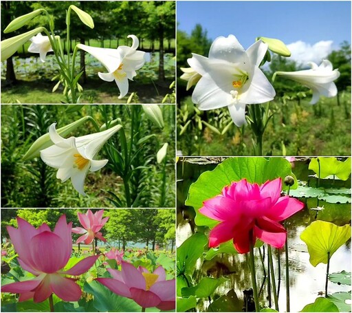 影音∕百合與荷花同園輝映 礁溪落羽松雅築添美趣