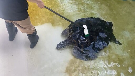 影音/工作人員清掃水池 海龜跑來討刷背背