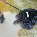 影音/工作人員清掃水池 海龜跑來討刷背背