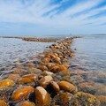 珍珠海岸產業升級啟動！攜手共創永續觀光 6/17、18說明會登場，業者報名倒數中！