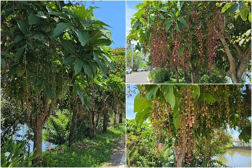 影音/五十二甲水茄苳盛開 花心五結邀您遇見穗美人