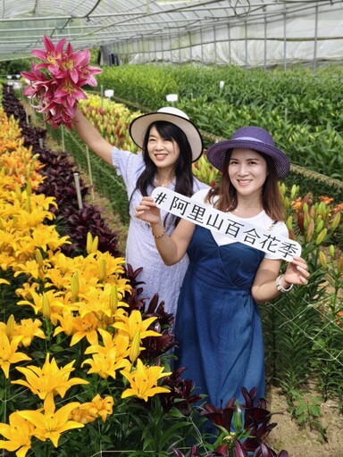 第2屆「阿里山百合花季」登場 40種百合新品種驚豔阿里山