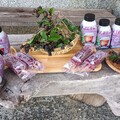 影音/酸甜好滋味 屏東響林社區枯里珍冰棒和果汁超搶手