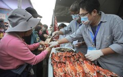 邊吃邊玩邊學 淡水漁會推「螃蟹肥了」活動 結合文蛤放流與石滬淨灘推廣永續漁業